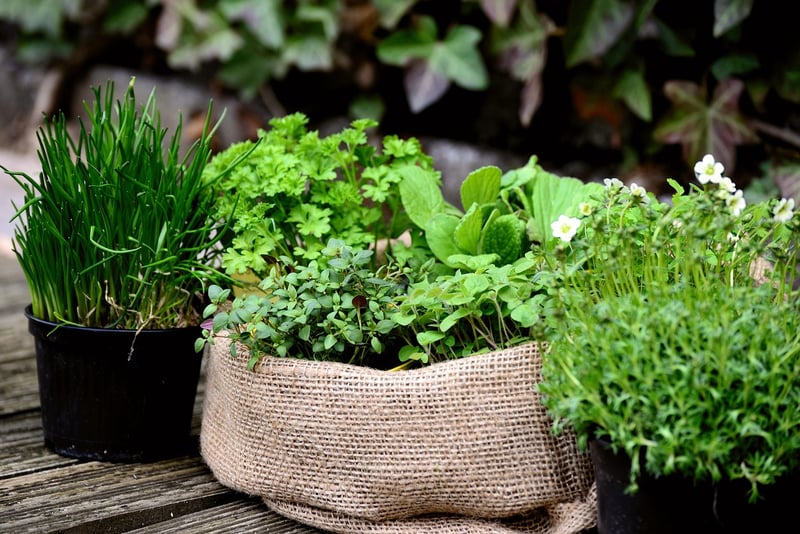 Indoor Herb Gardens